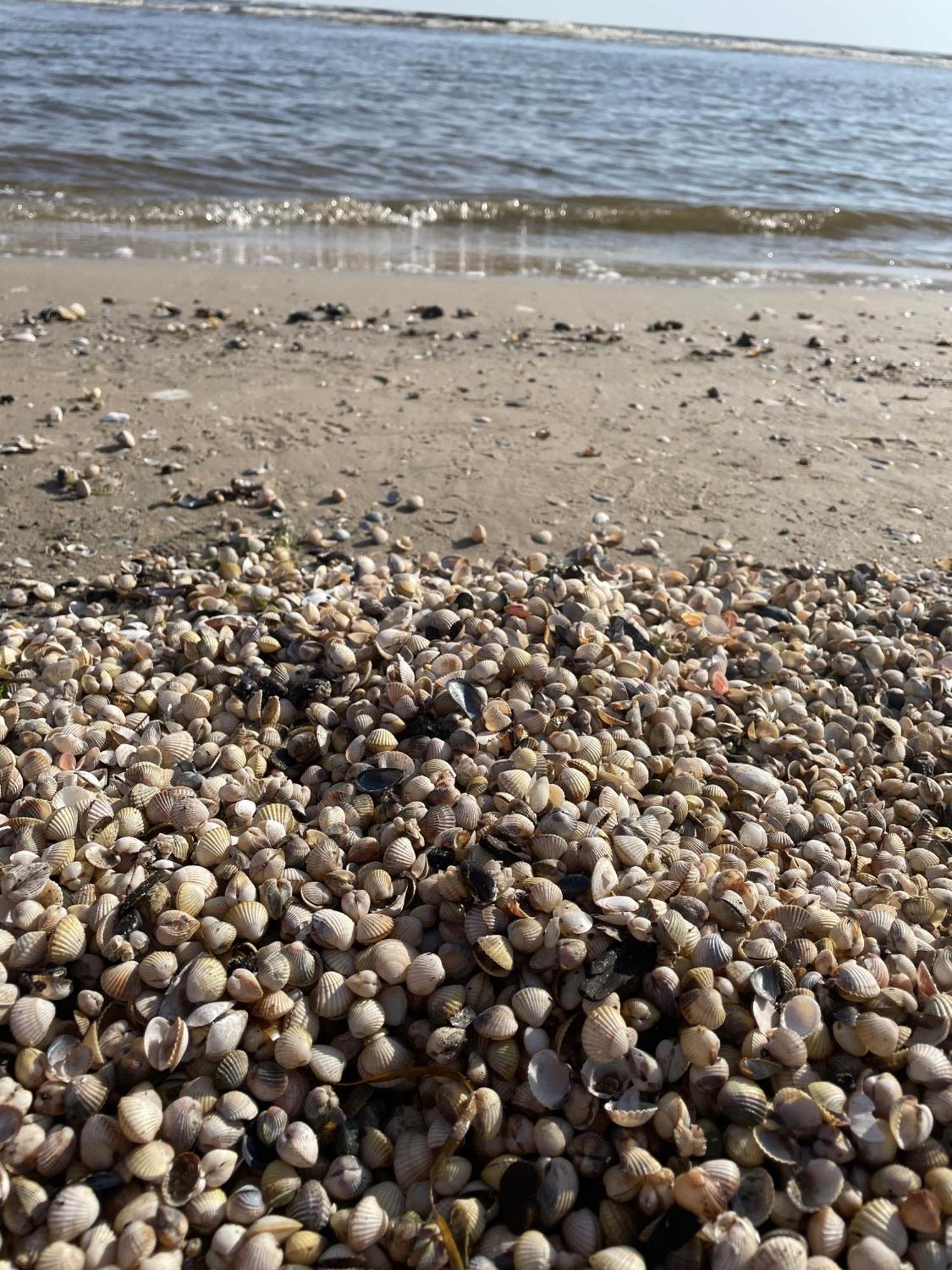 Ferienwohnung Mit Terrasse - Insel Usedom Trassenheide Zewnętrze zdjęcie